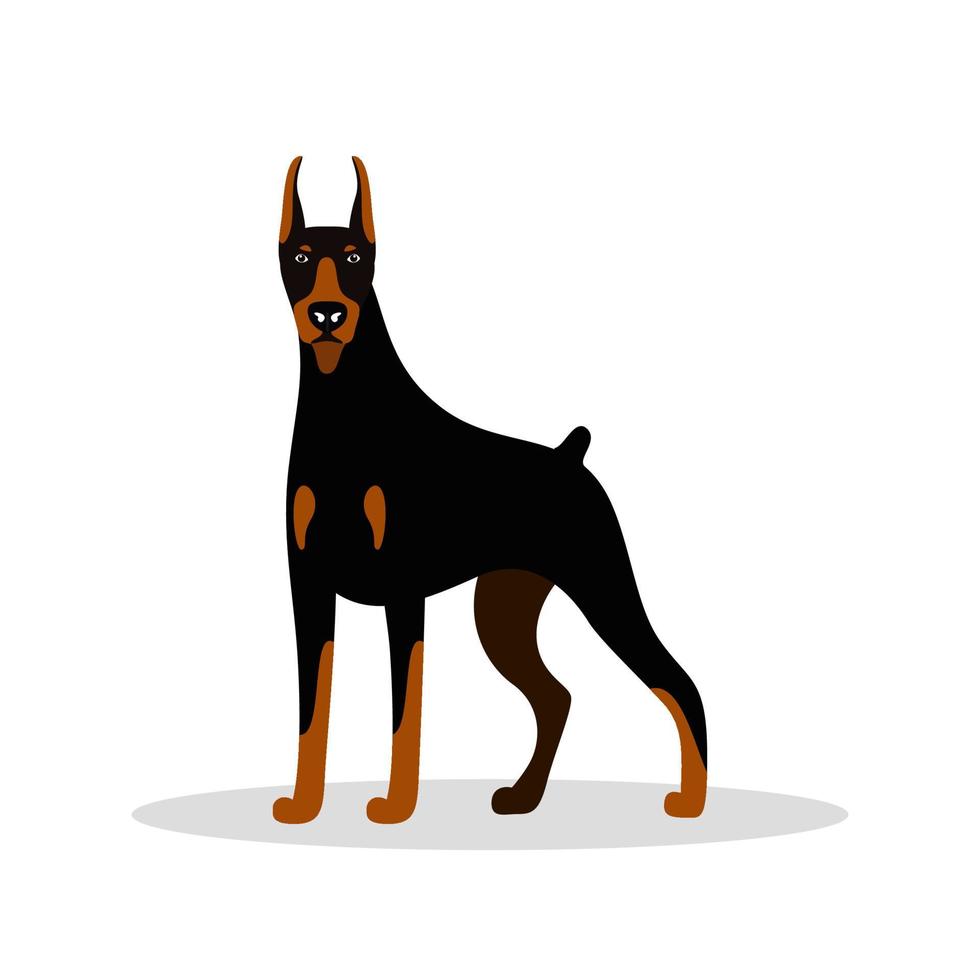 vector lindo perro doberman pinscher