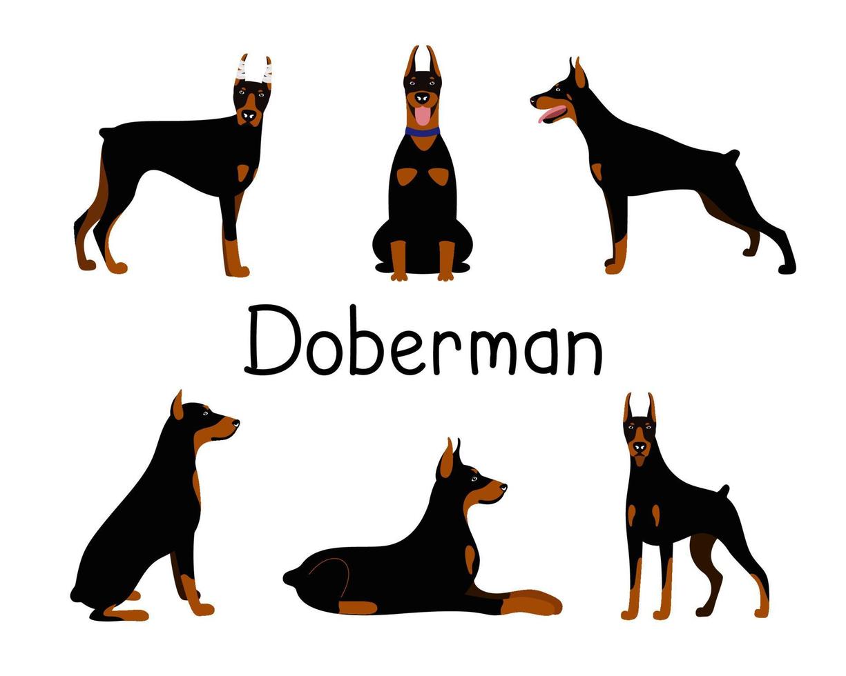 vector, conjunto, de, poses, de, el, doberman pinscher, perro, raza vector