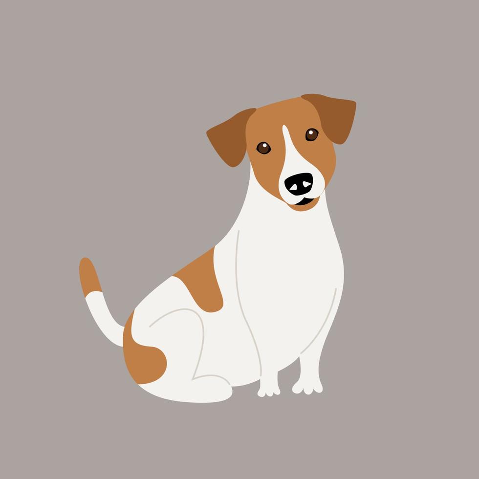 perro de pura raza jack russell terrier vector