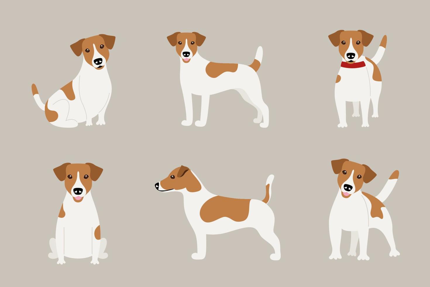 conjunto de diferentes poses del perro jack russell terrier vector