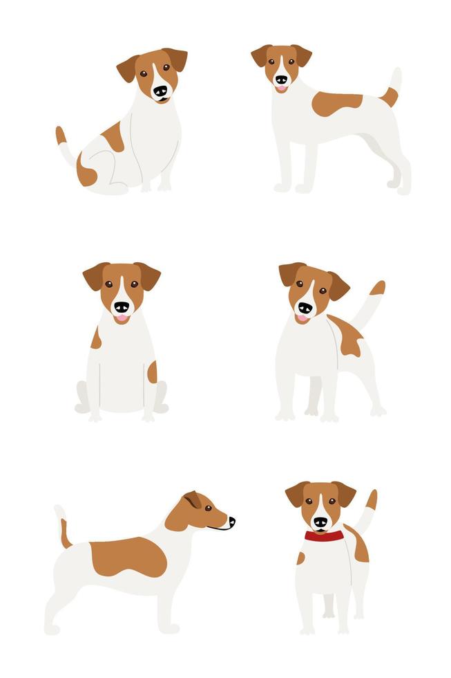 Conjunto de poses de la raza de perro Jack Russell Terrier sobre un fondo blanco. vector