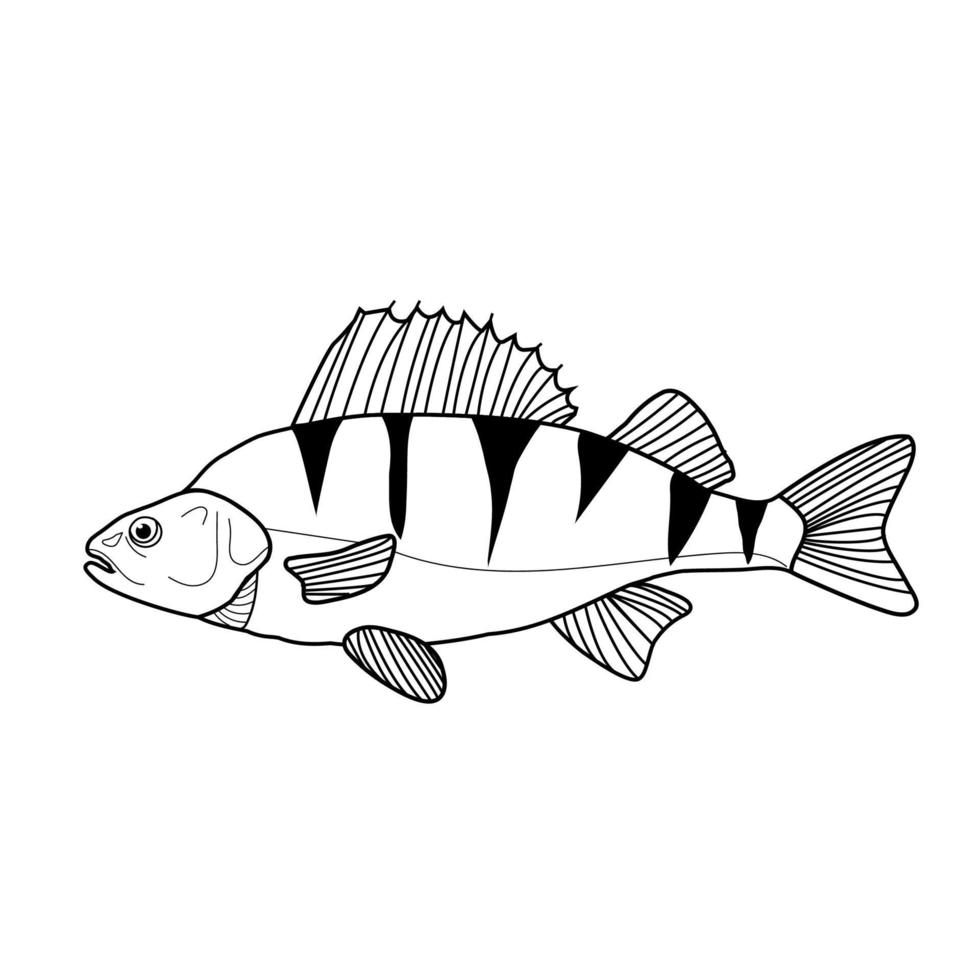 Graphic lake, river fish perch black and white in line art style. Perch isolated on white background. vector