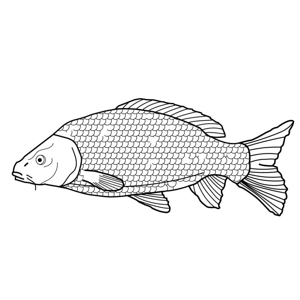 Graphic river fish carp black and white in line art style. Carp isolated on white background. vector