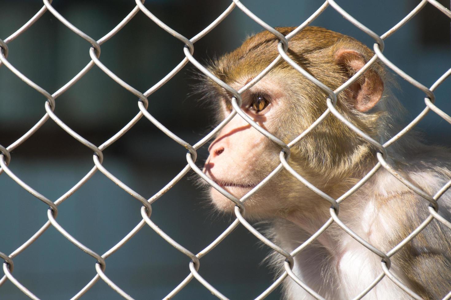 Portrait of a little monkey sitting in a cage in monkeys nursery. Sukhumi, Abkhazia, Georgia, April 1, 2014 photo