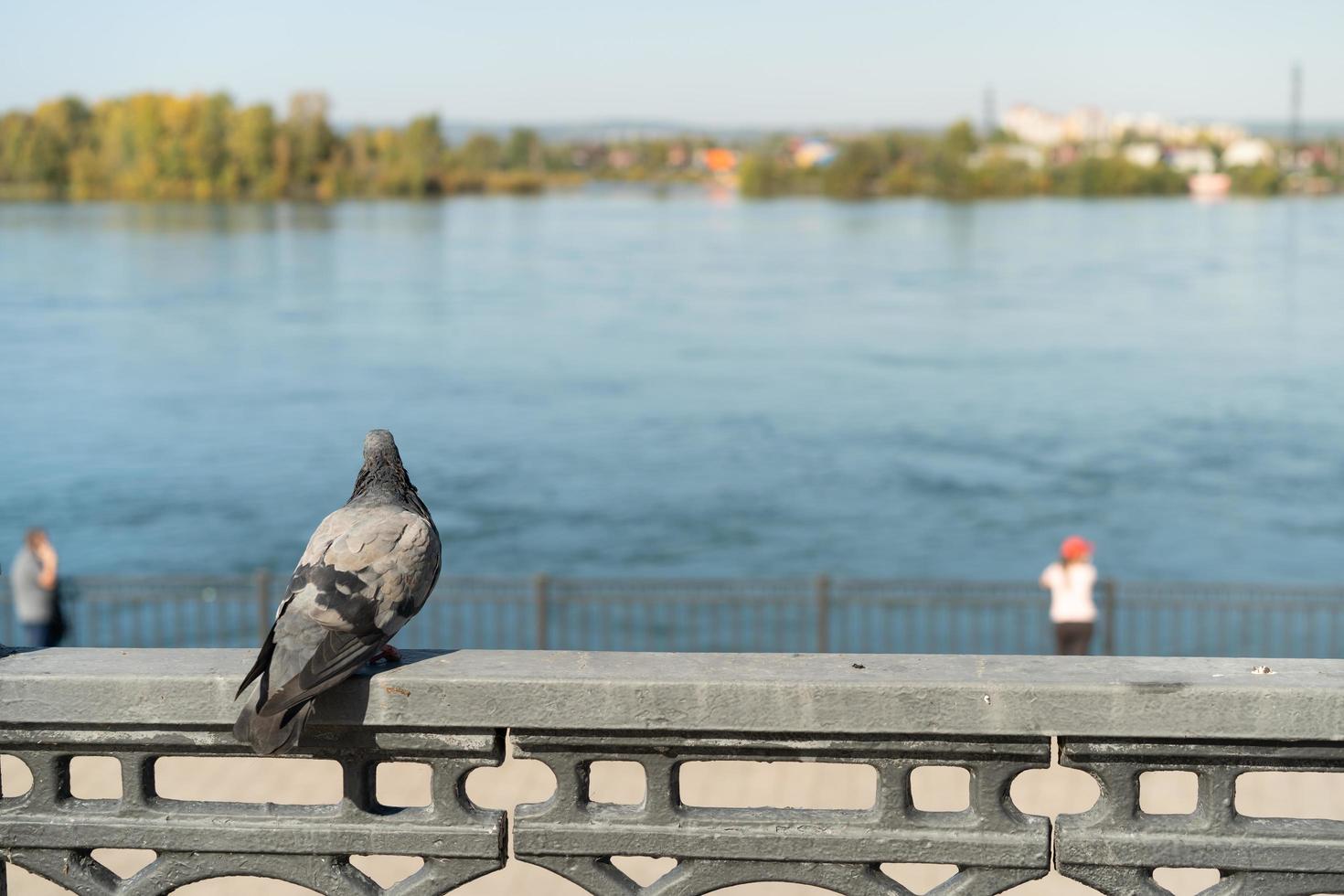 Portrait of a pigeon on the background of the embankment and river photo