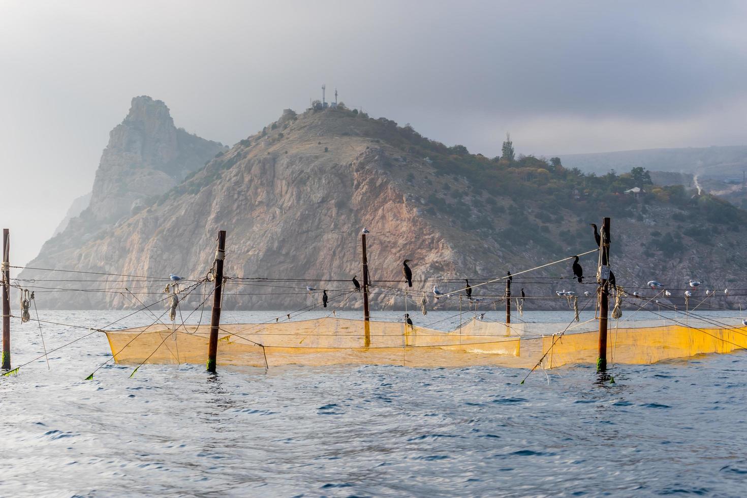 Redes de pesca amarillas sentadas sobre ellos cormoranes y gaviotas foto