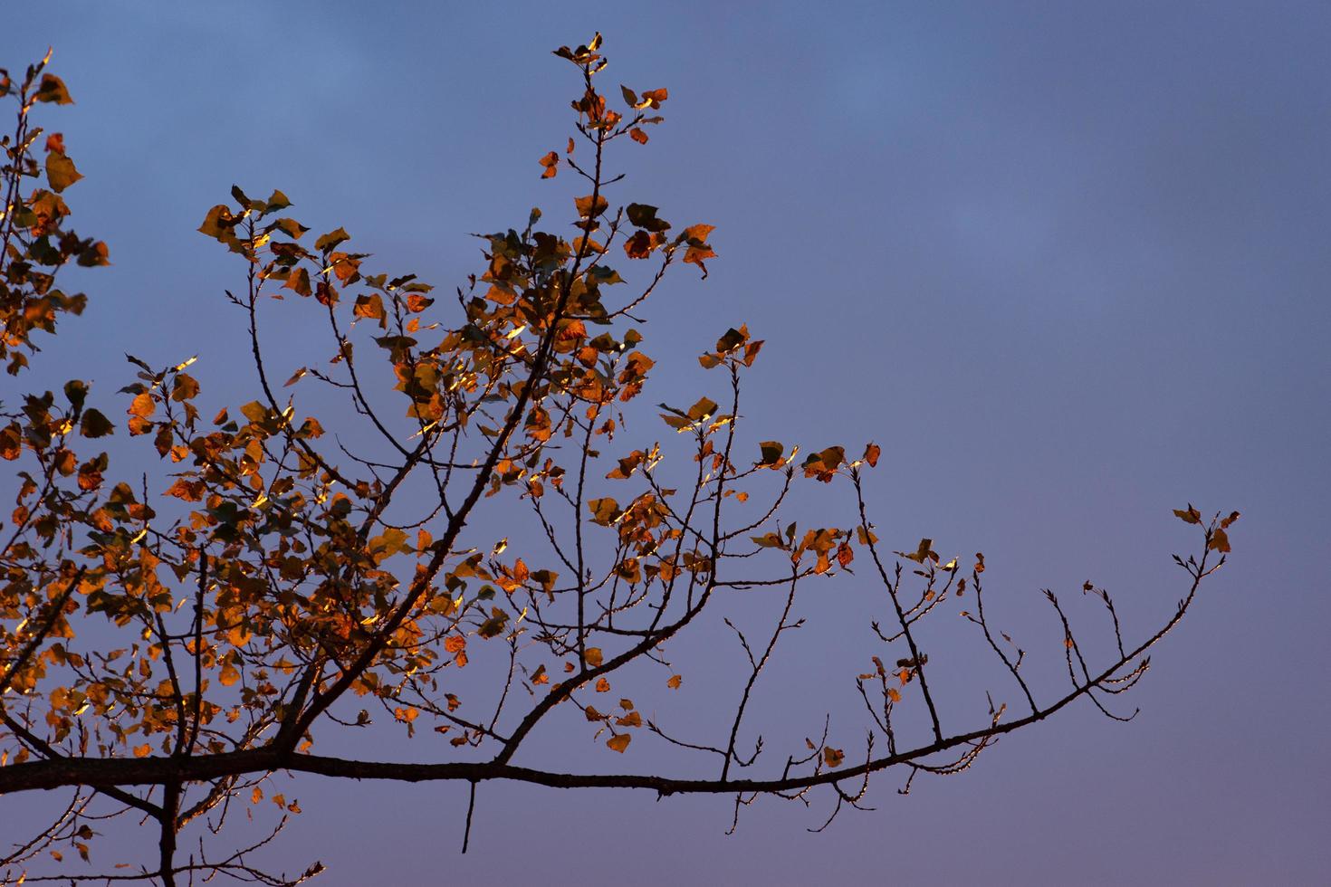 Background with tree branches and autumn leaves against the evening sky photo