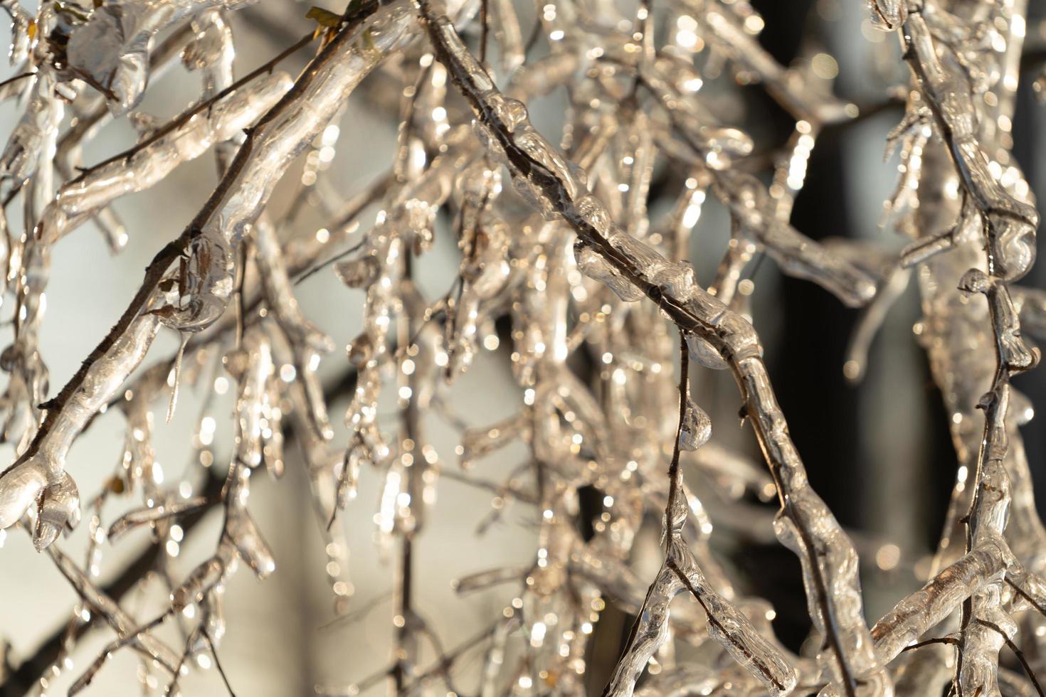 Natural background with ice crystals on plants photo