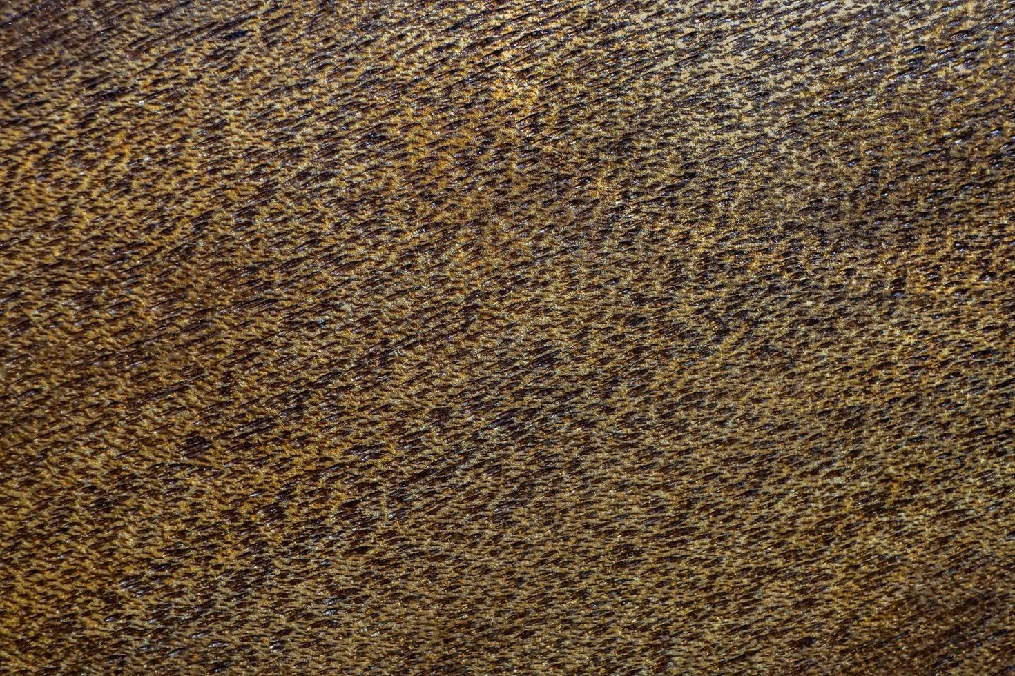 the abstract surface of the slick wood in medium light for a background pattern. a detailed element graphic for a creative design. photo