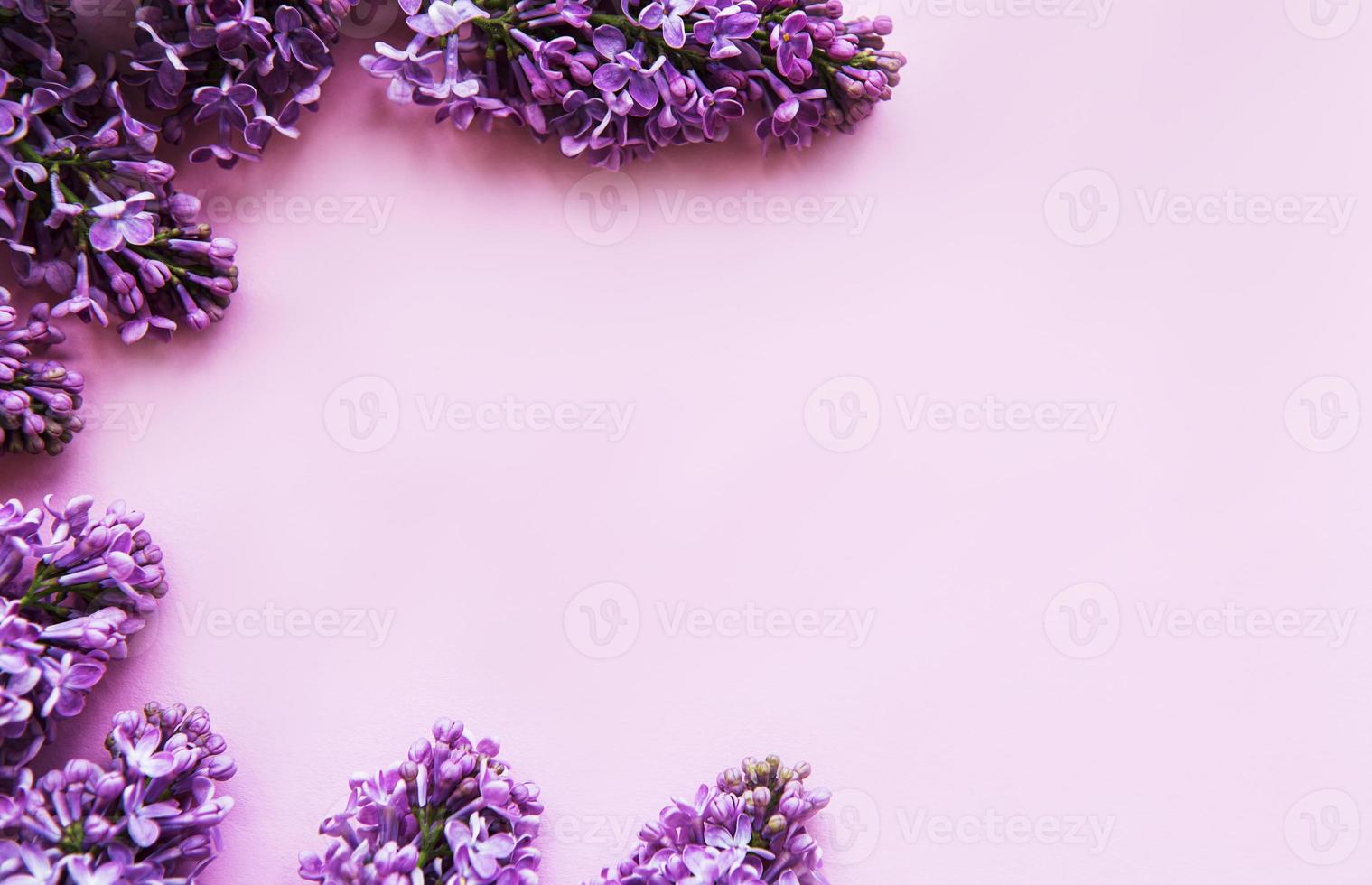 flores lilas sobre un fondo rosa foto