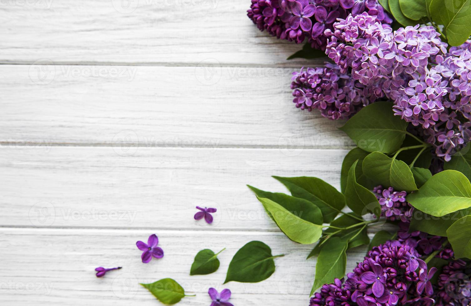 Lilac in flat style on white background. Beautiful spring. Overhead view. Flat lay, top. Summer season. Natural spring style. photo