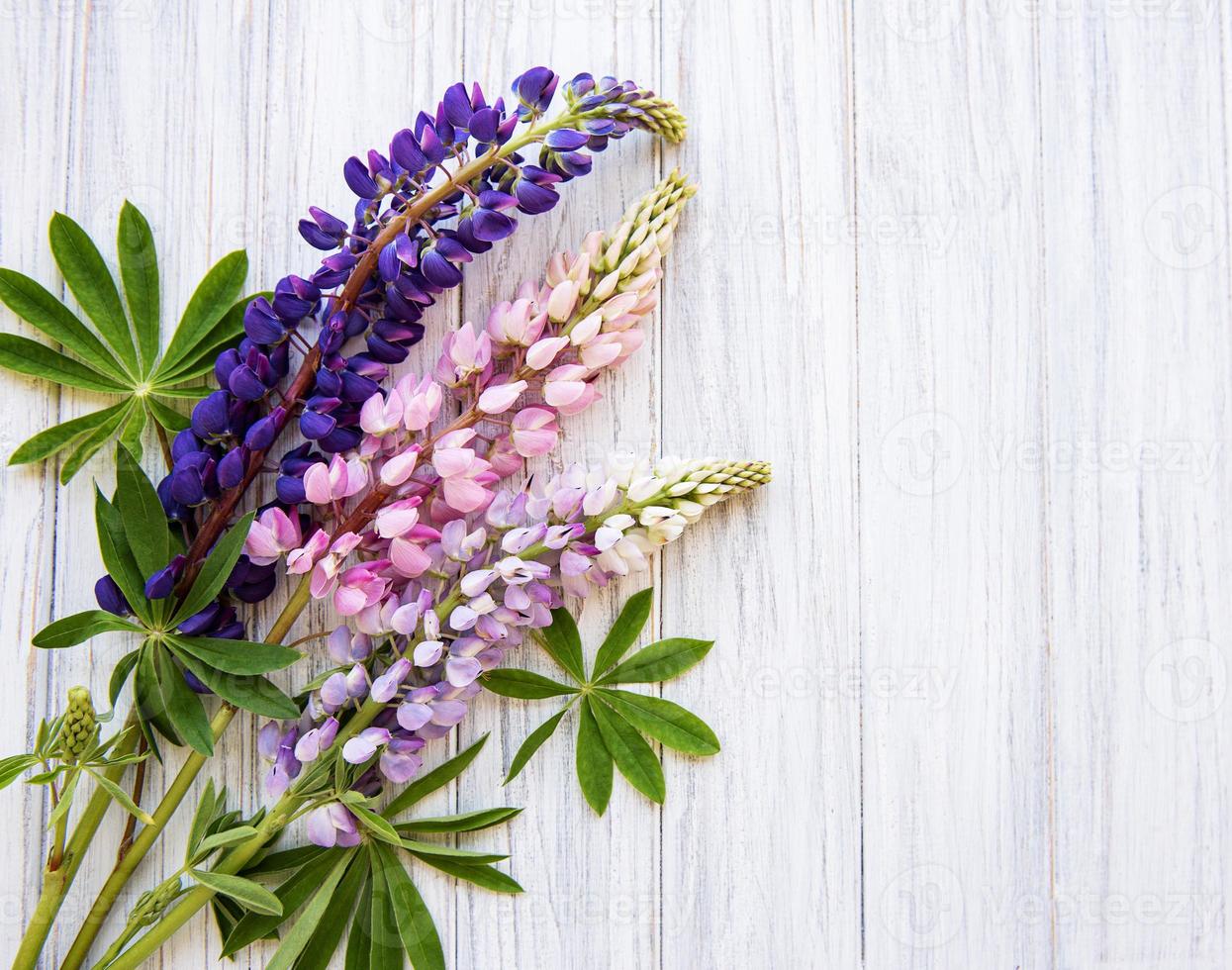 Pink and purple lupine flowers photo