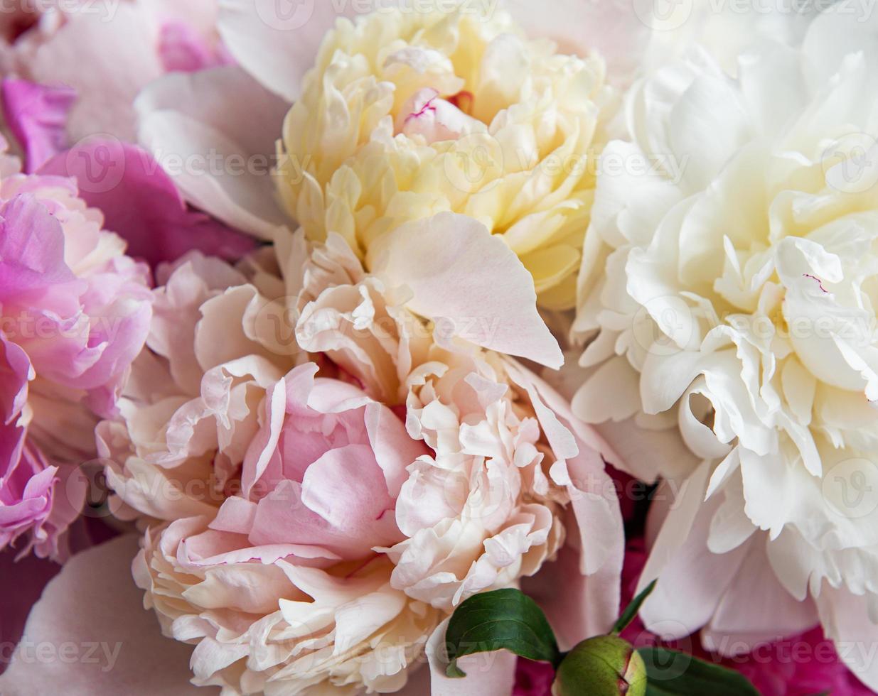 pink peony background photo