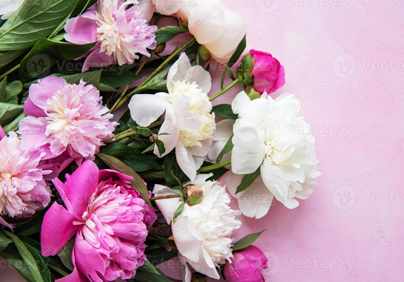 Background with pink peonies photo