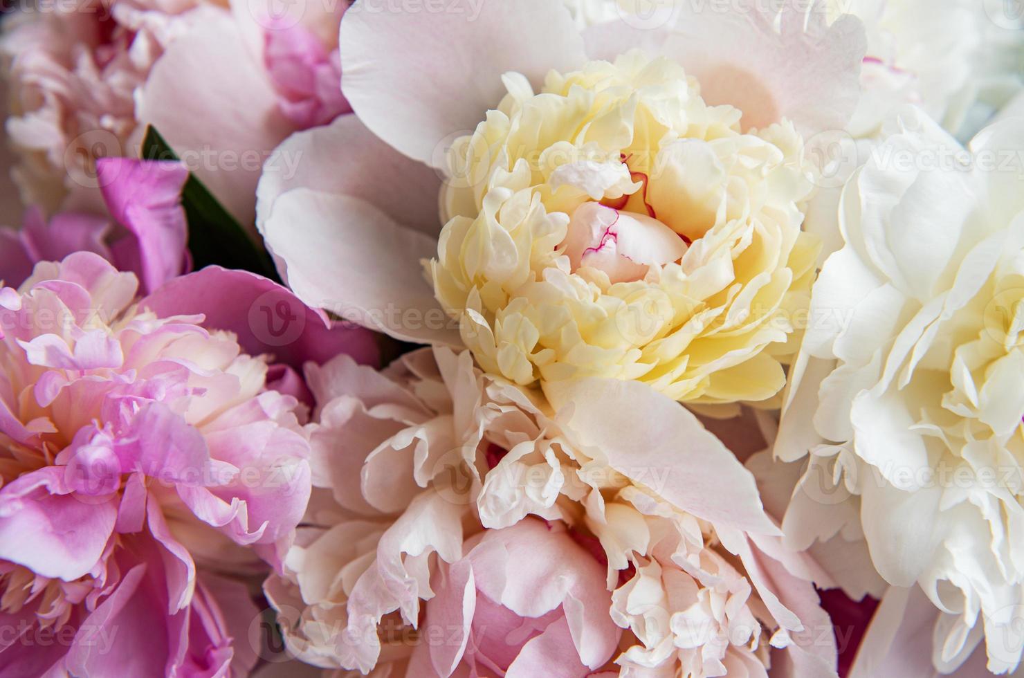 Background with pink peonies photo