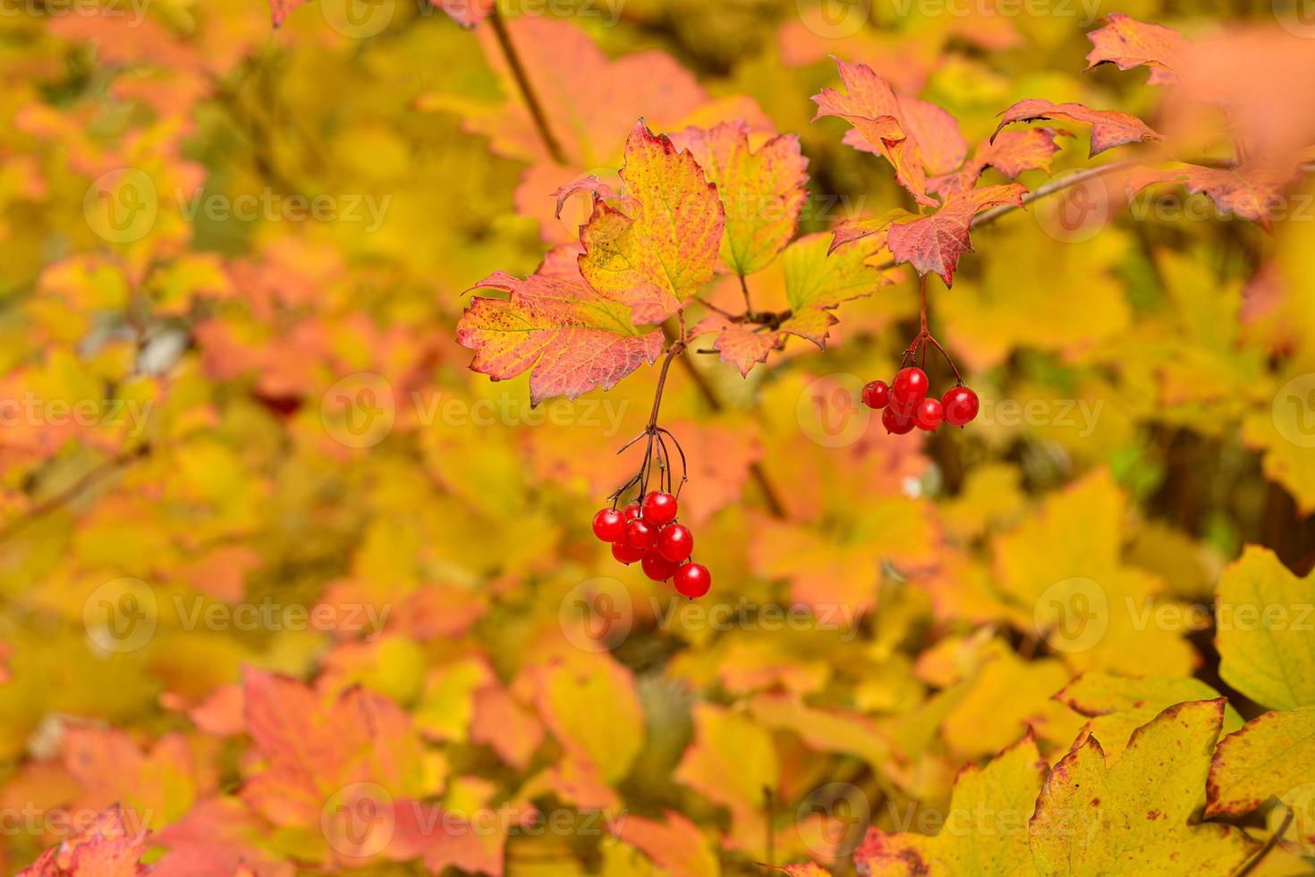 Viburnum bush con frutos rojos en un soleado clima otoñal foto