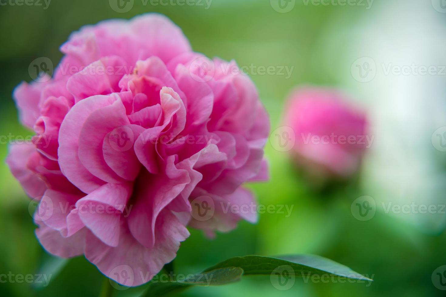 Wild beauty flower with nectar blooming in field countryside photo