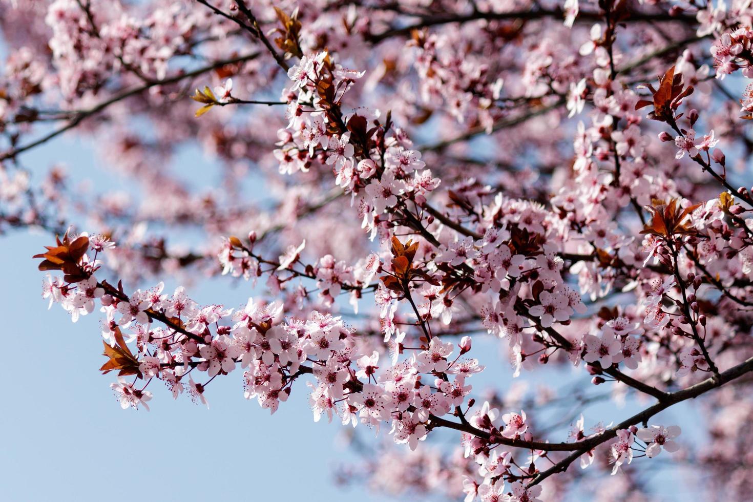 árbol floreciente en primavera. capullos y flores en la rama de un árbol. foto