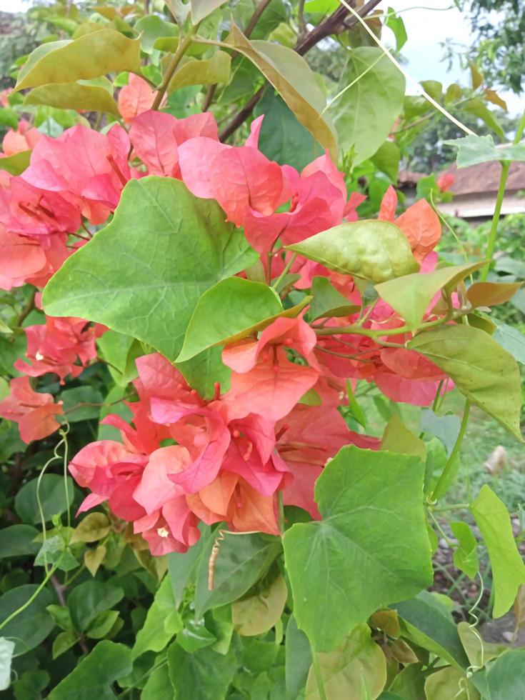 red flowers in a lush garden for template photo