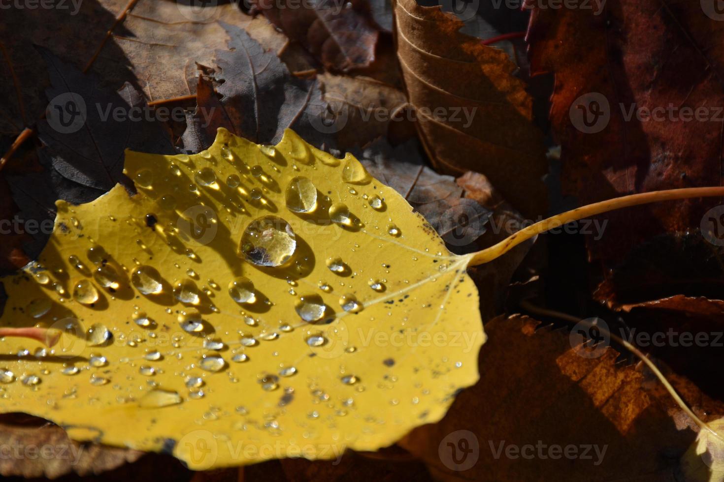 gotas de agua en una hoja foto