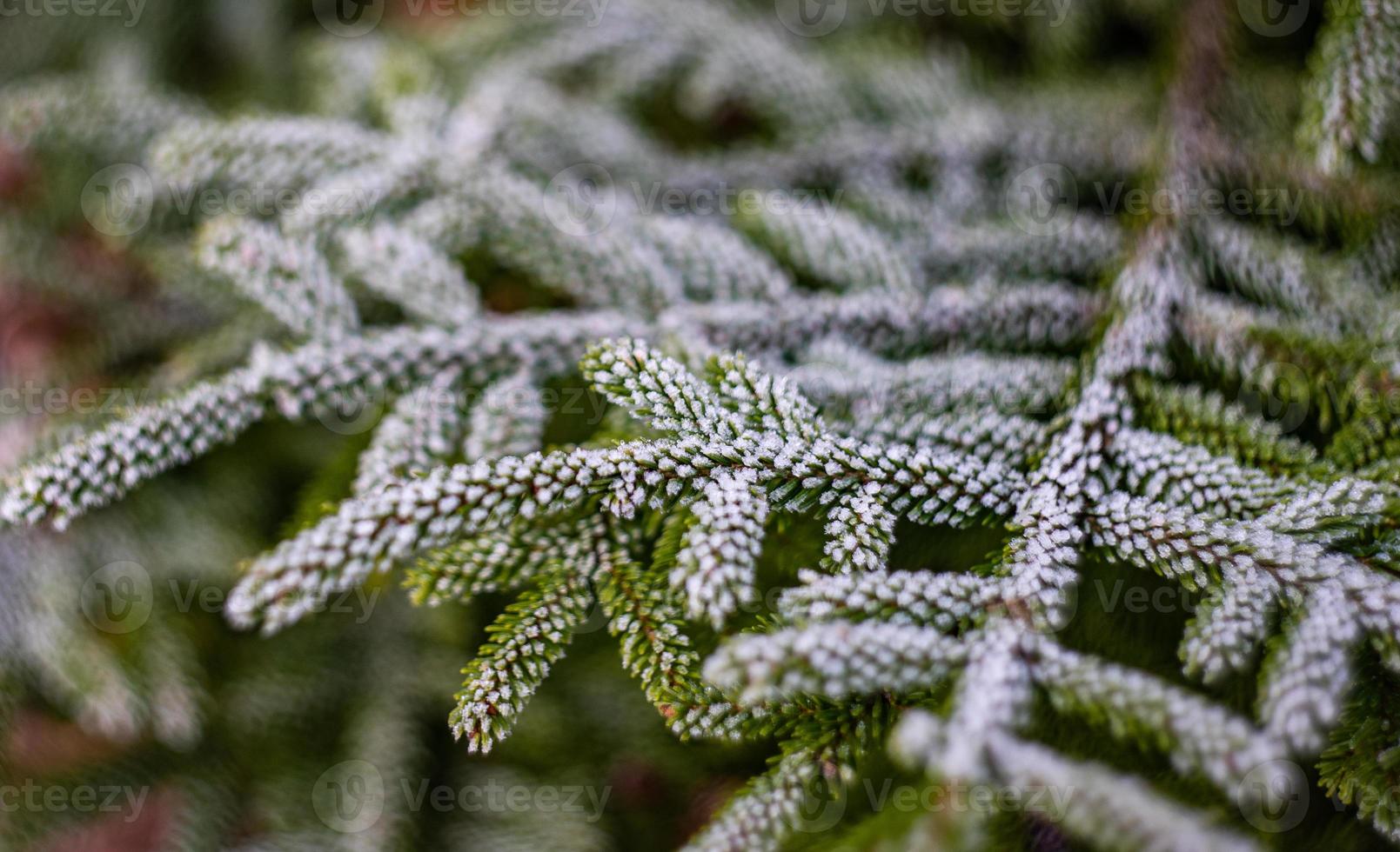 concepto de tarjeta natural de invierno foto