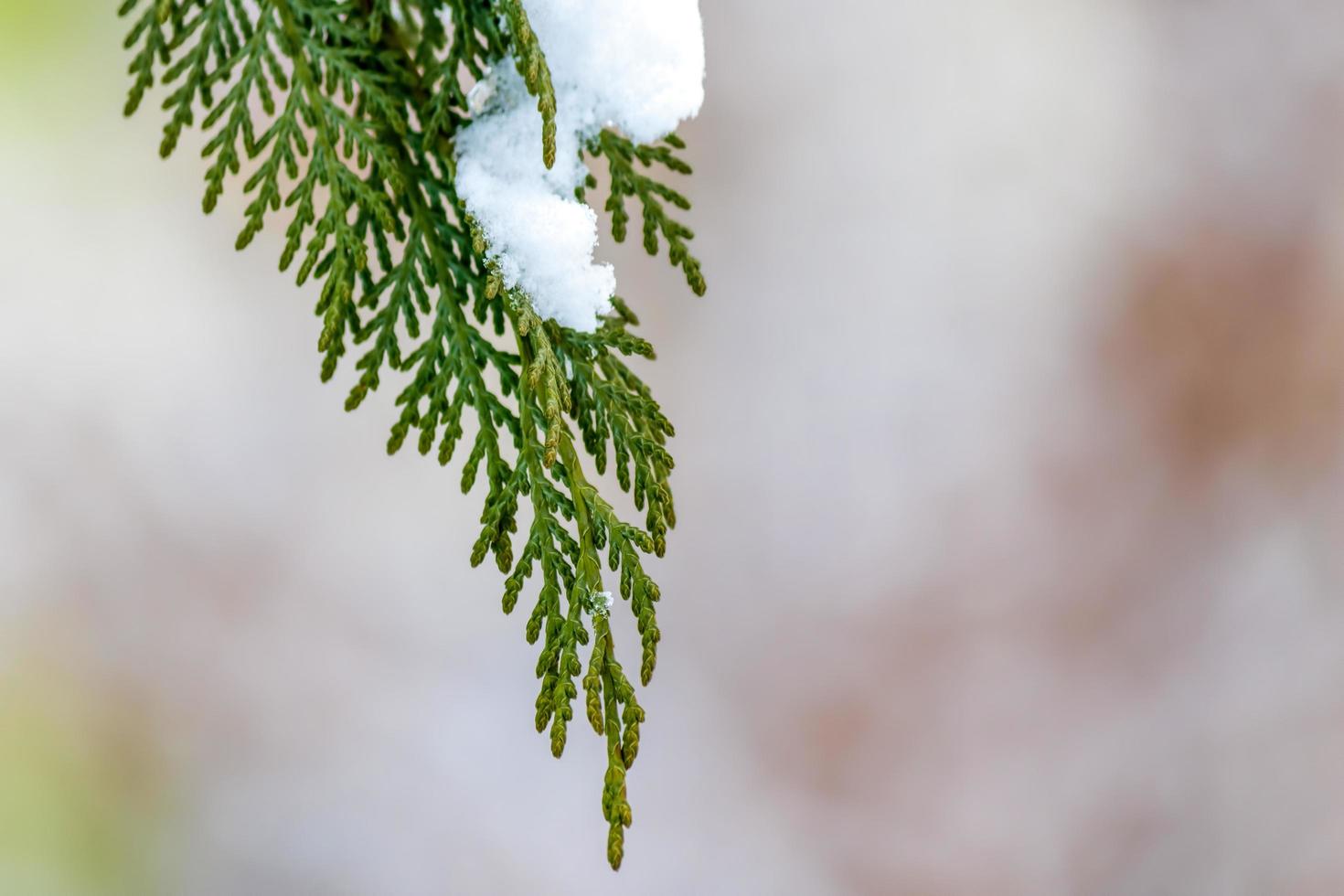Closeup of a Pine Tree Covered With Snow photo