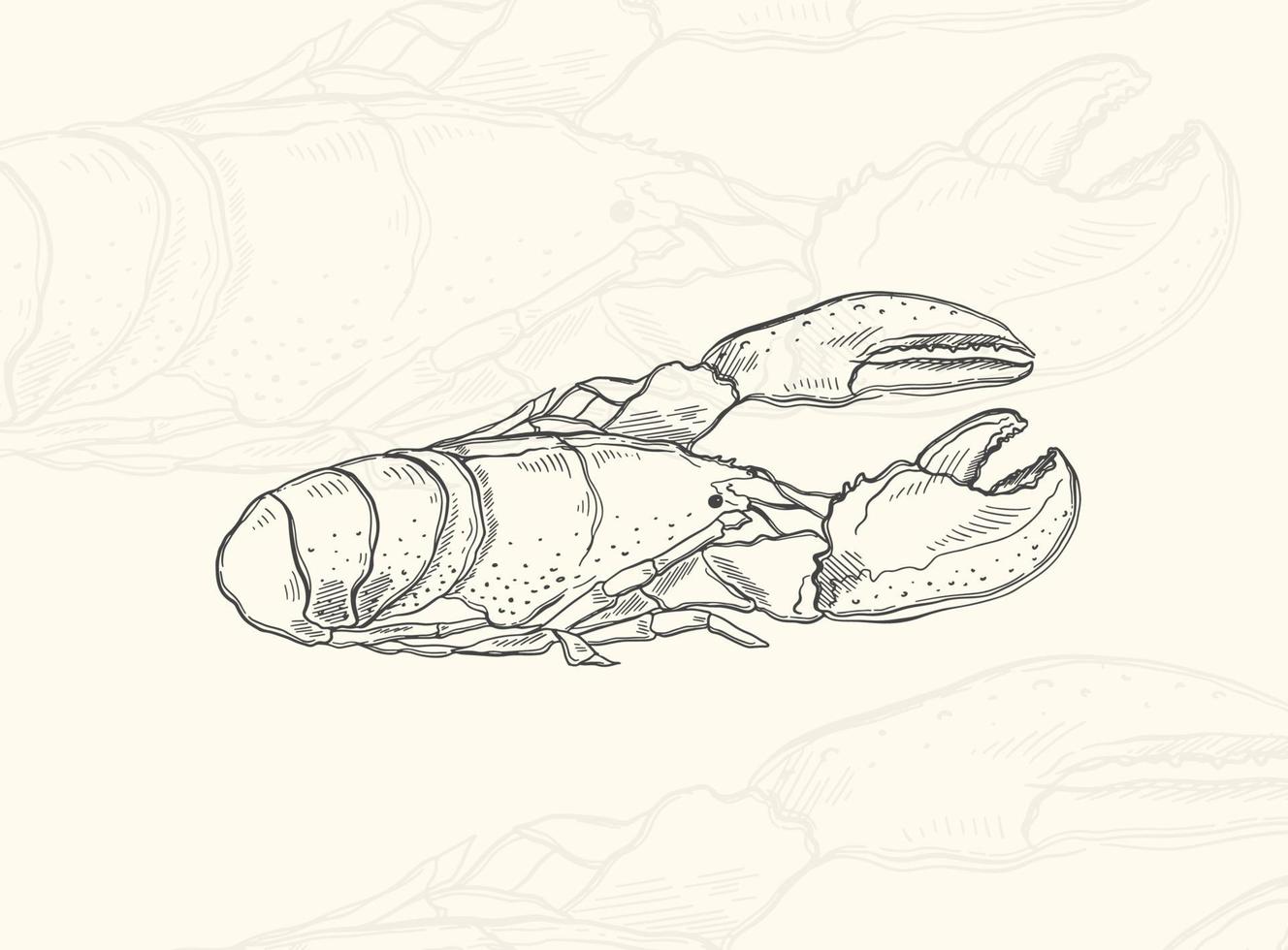 Illustration sea crayfish sketch food.Hand drawn element design menu. Isolated object in white background. vector