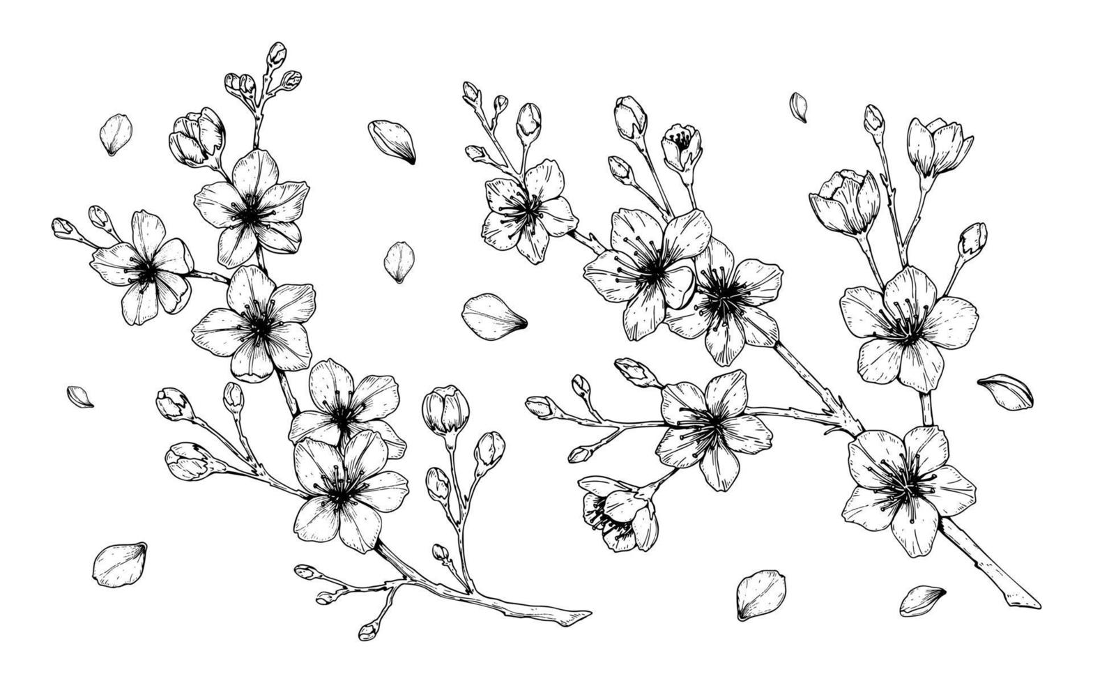 conjunto de rama de flor de cerezo. ilustración vectorial en estilo boceto aislado en blanco. hermosos elementos de diseño de primavera. vector