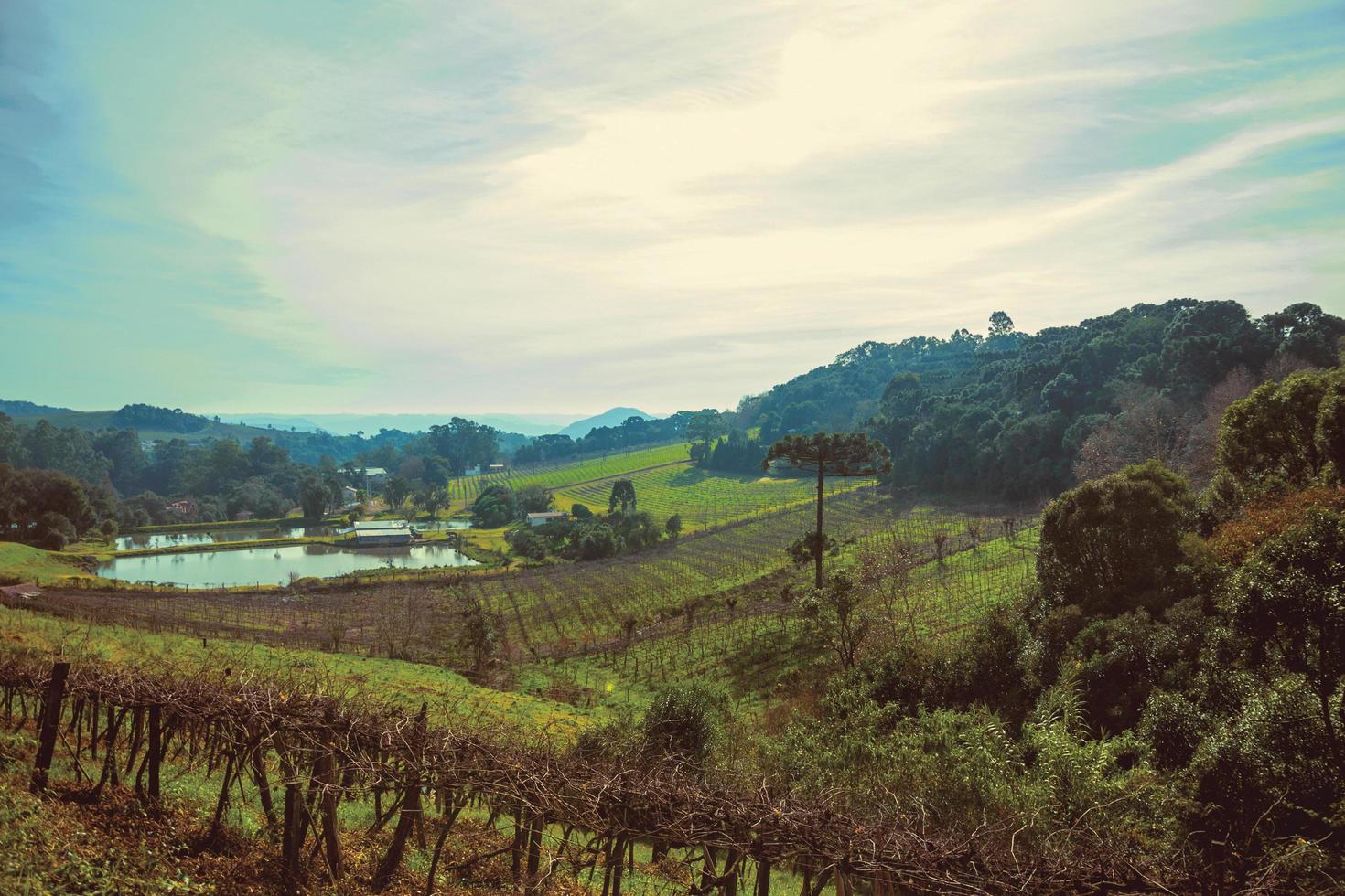 Bucolic rural landscape with vineyards going up the hill and woods in a cloudy day near Bento Goncalves. A friendly country town in southern Brazil famous for its wine production. Vintage filter. photo