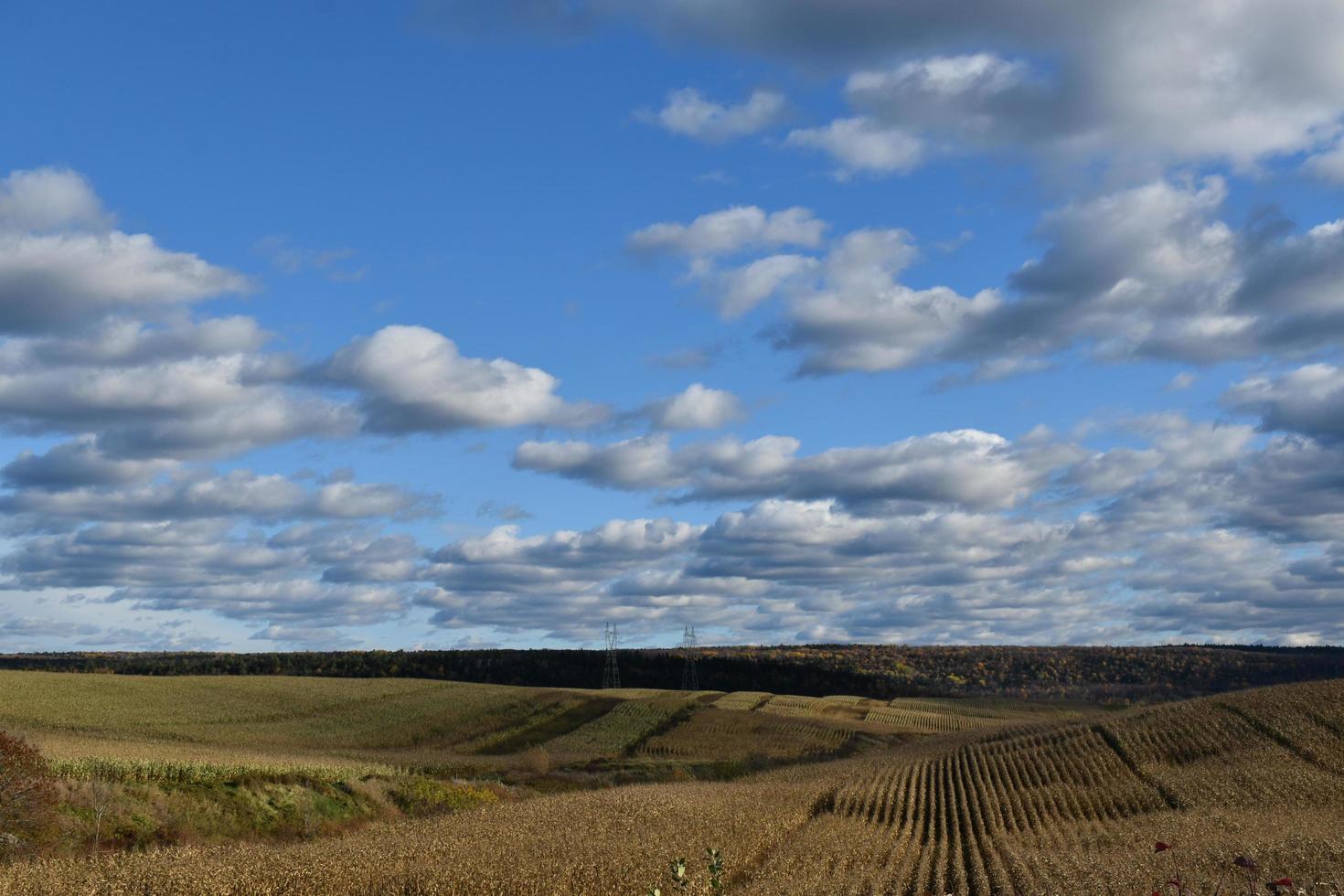 un campo de maíz en otoño foto