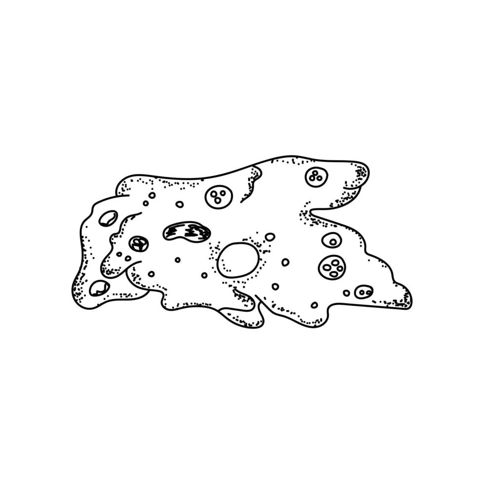 Outline vector illutration amoeba proteus, zoolgy science art