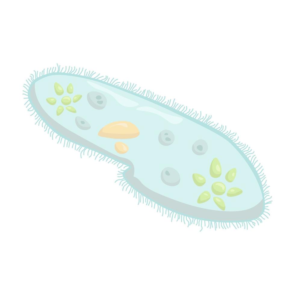 representación esquemática de ciliados paramecium caudatum, organismo unicelular microscópico vector