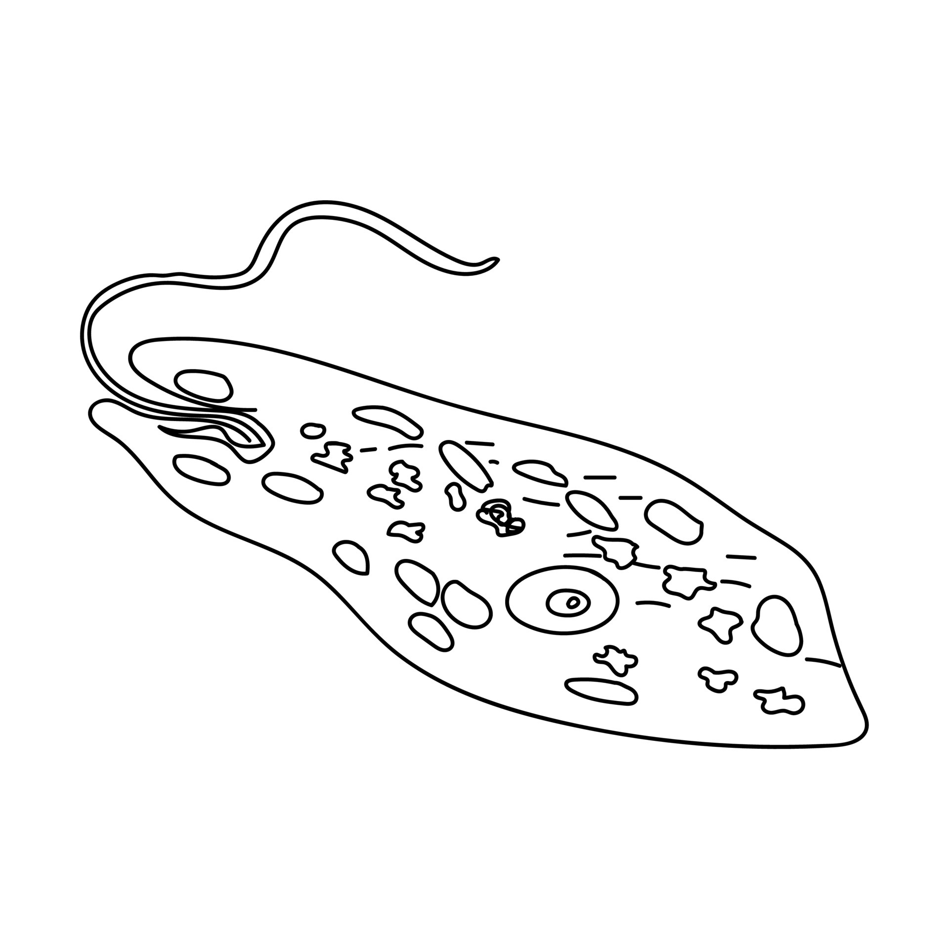 Euglena outline vector illustration, science educated art 4748592