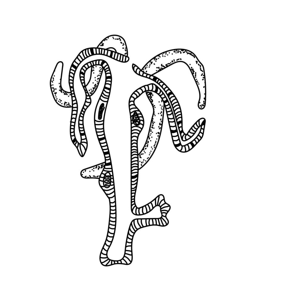 Outline hydra structure diagram, vector educated illustration,