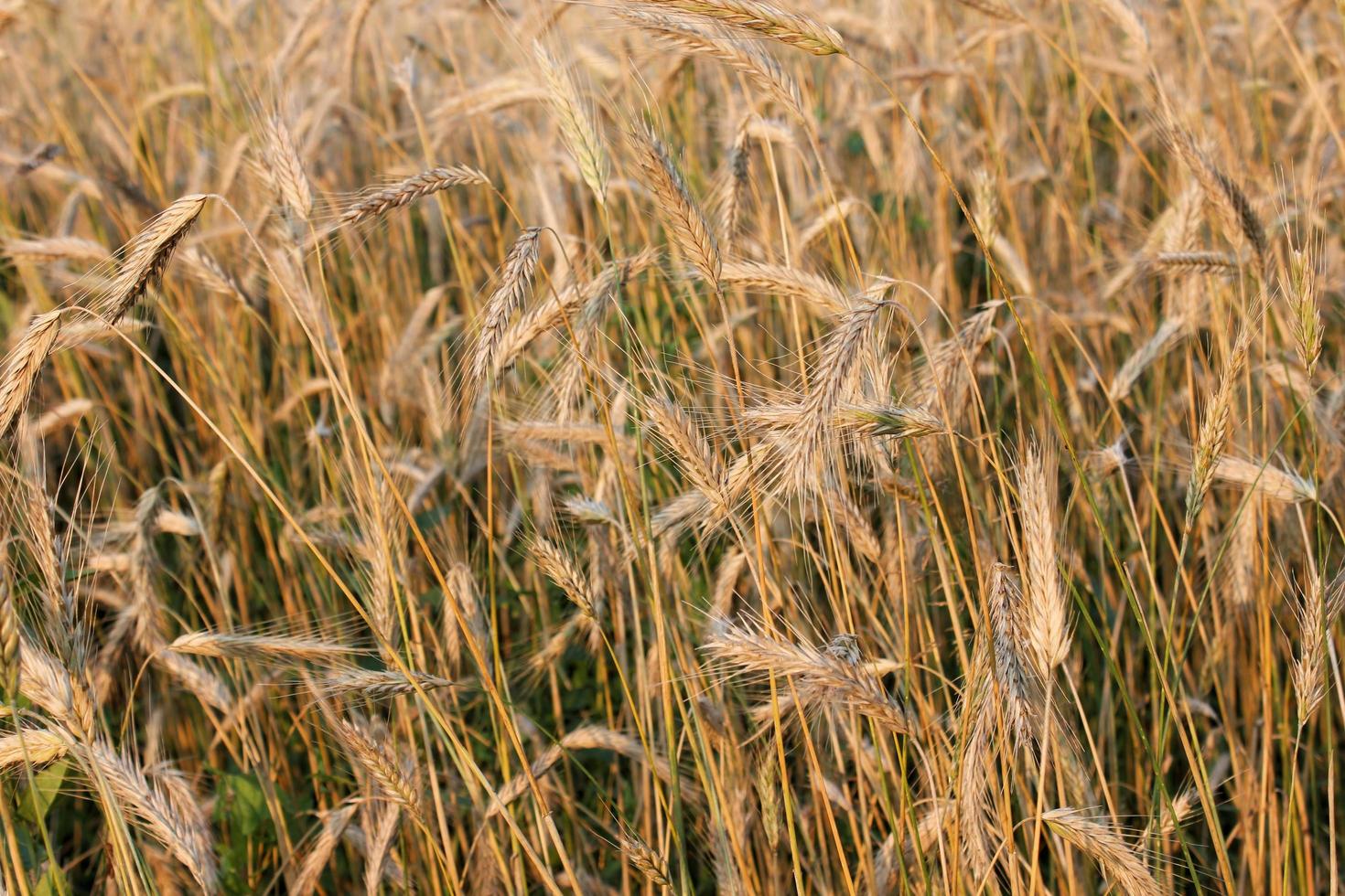 Cereal background during harvest photo