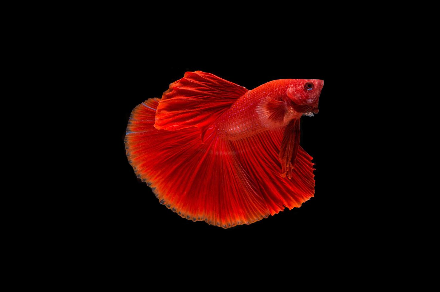 Beautiful colorful of siamese betta fish photo