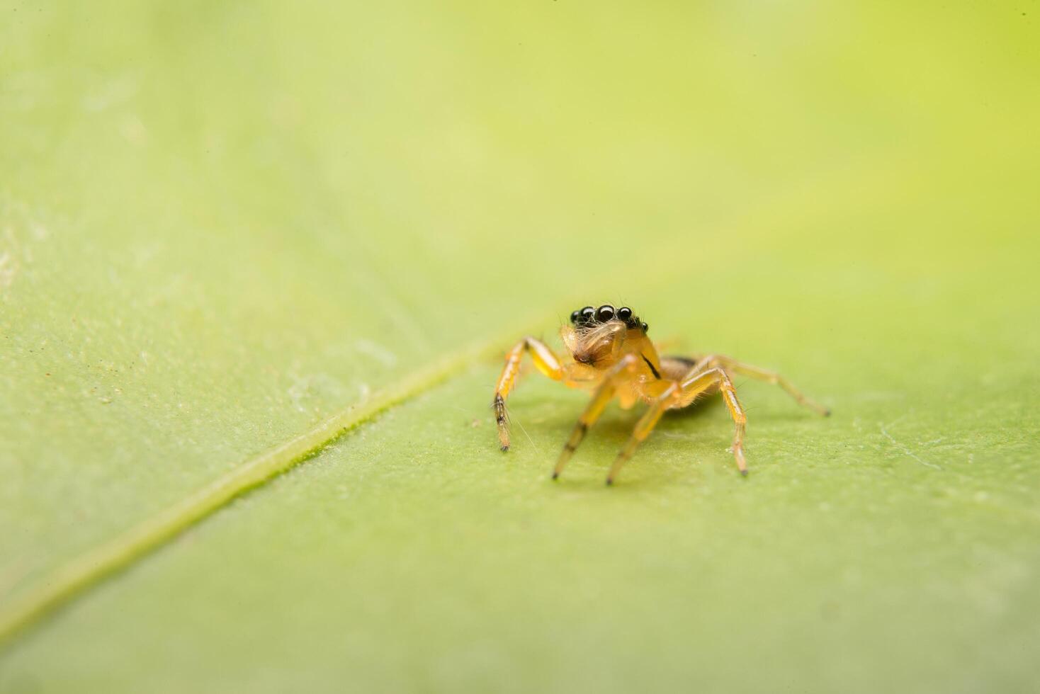 Jumping spider predator nature habitat photo