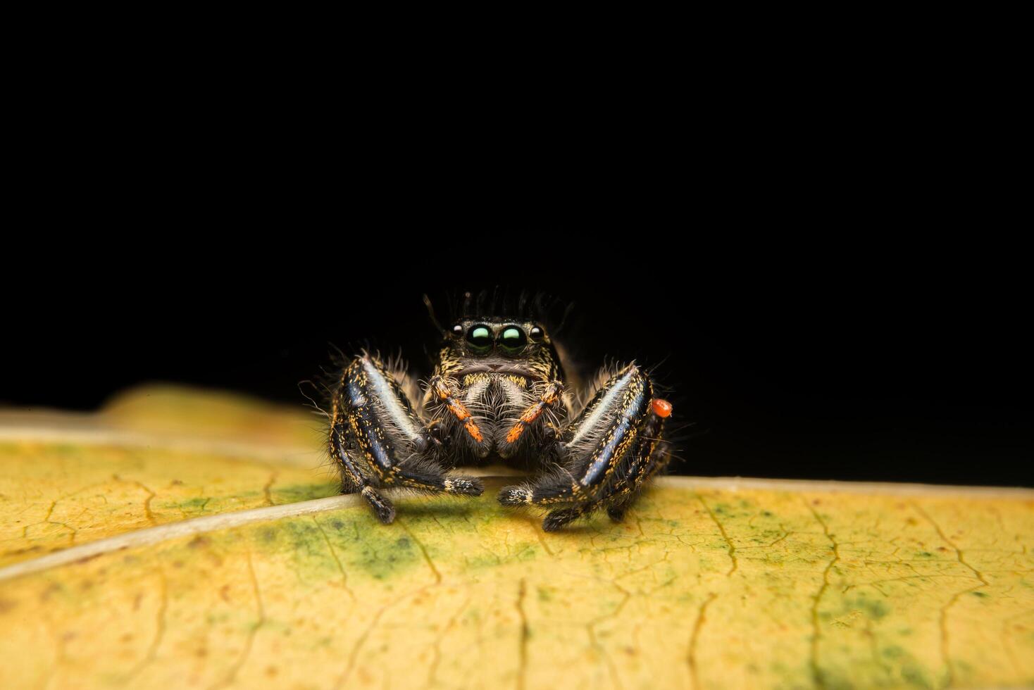 saltando araña depredador naturaleza hábitat foto