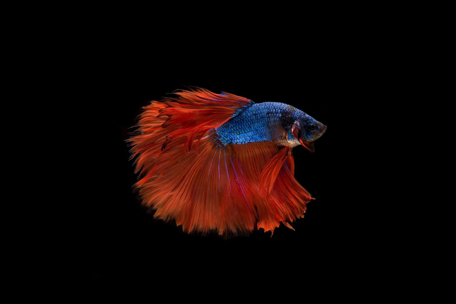 Beautiful colorful of siamese betta fish photo
