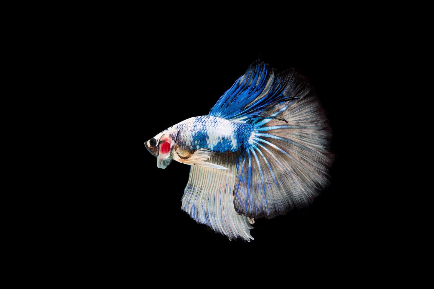 Hermoso colorido de peces betta siameses foto