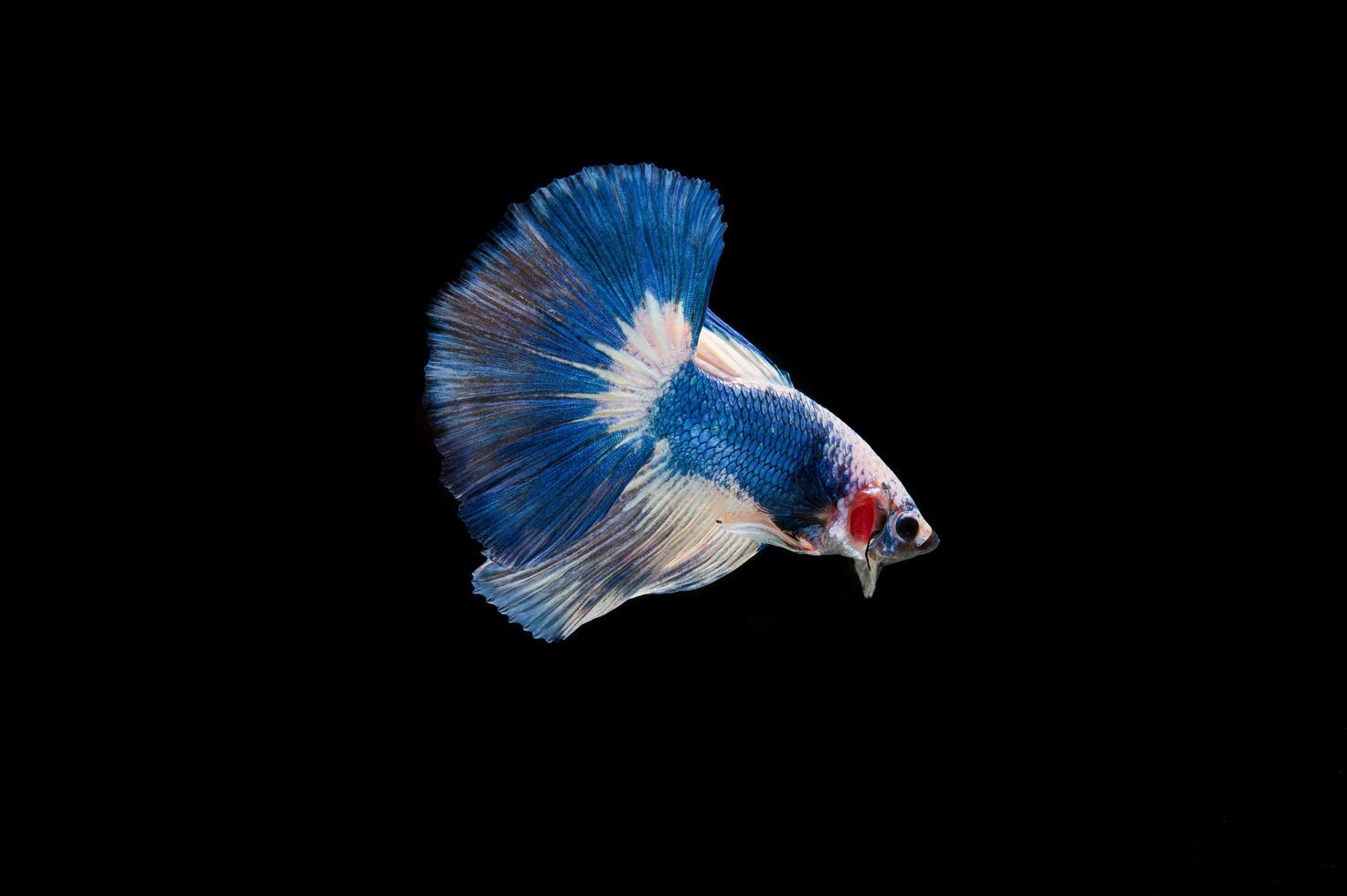 Beautiful colorful of siamese betta fish photo