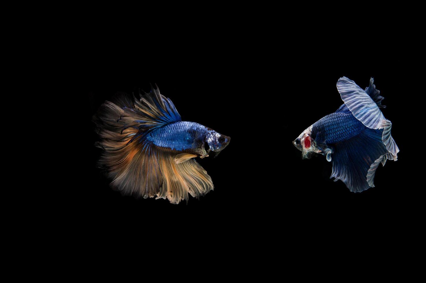 Beautiful colorful of siamese betta fish photo