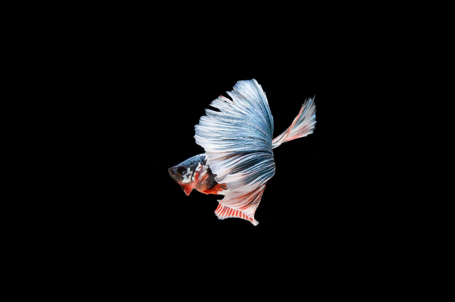 Beautiful colorful of siamese betta fish photo