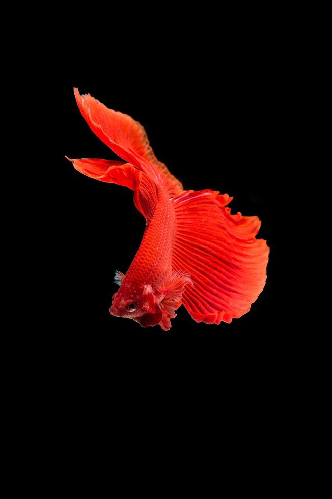 Beautiful colorful of siamese betta fish photo