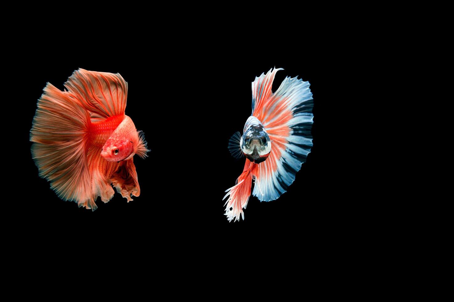 Beautiful colorful of siamese betta fish photo