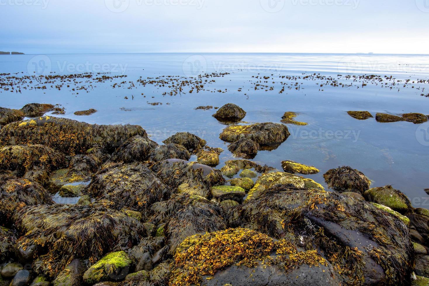 2021 08 13 Tjornes algae await the tide photo