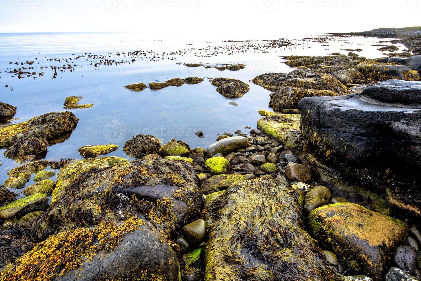 2021 08 13 Tjornes algae await the tide 1 photo