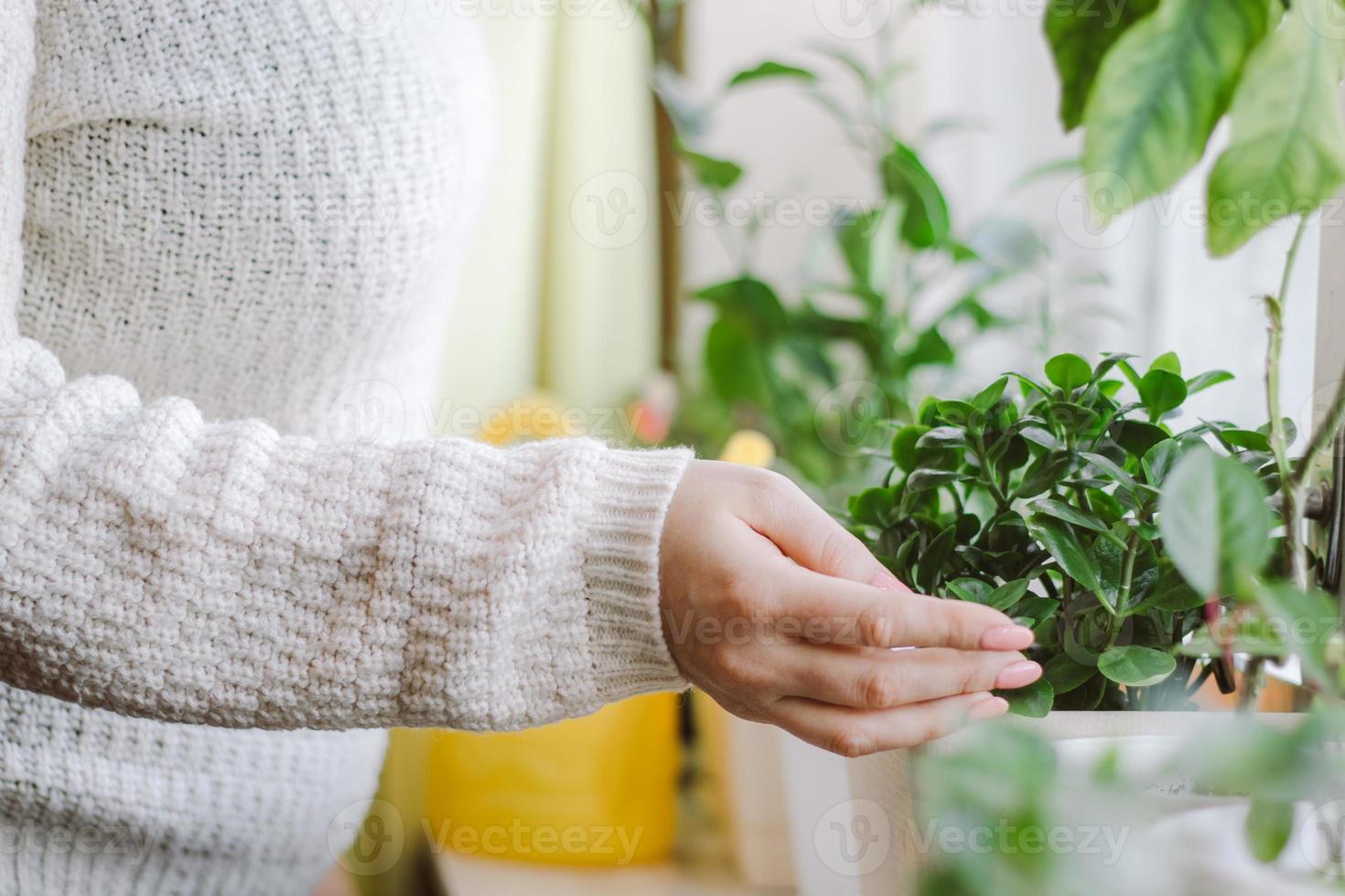mujer cuidando plantas de interior en macetas. foto