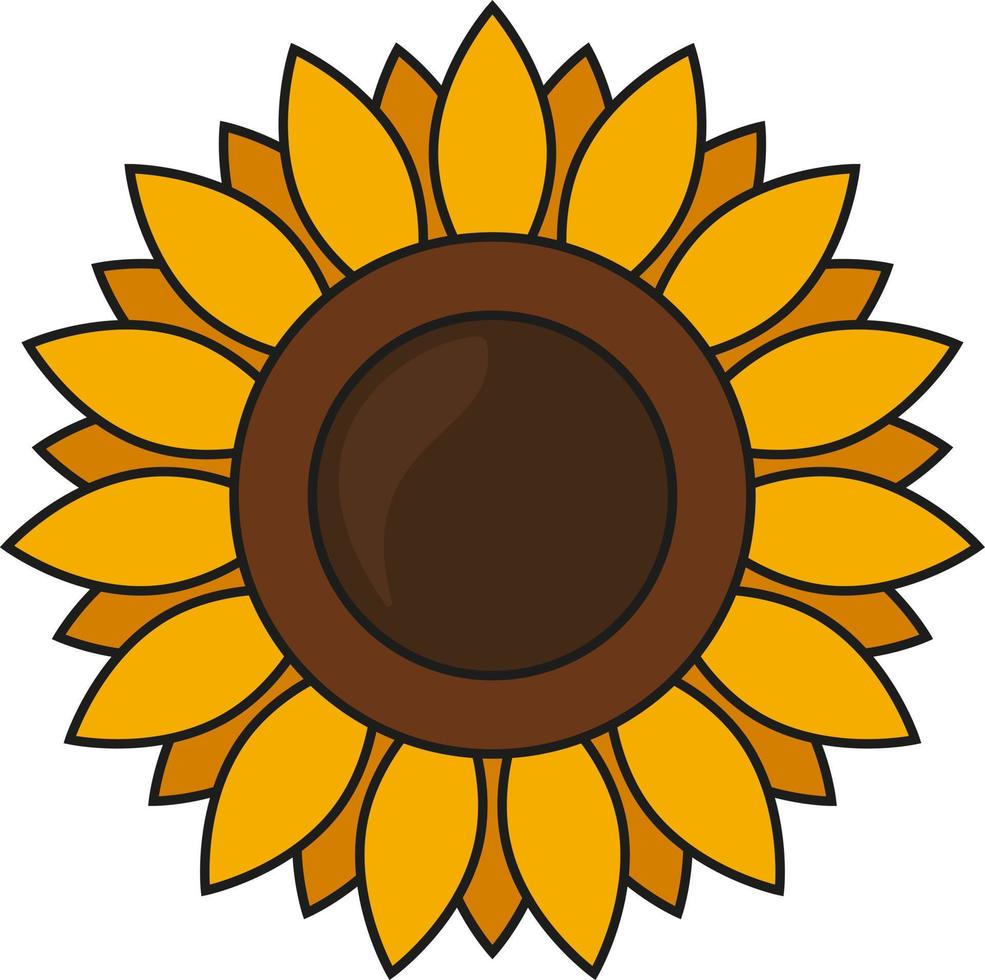 Vector sunflower on white background