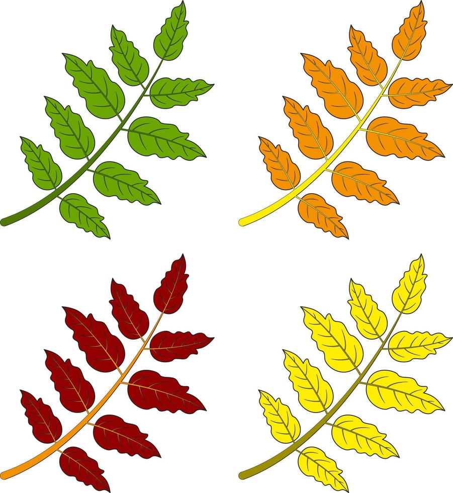 Colourful rowan leaves on white background, vector icons